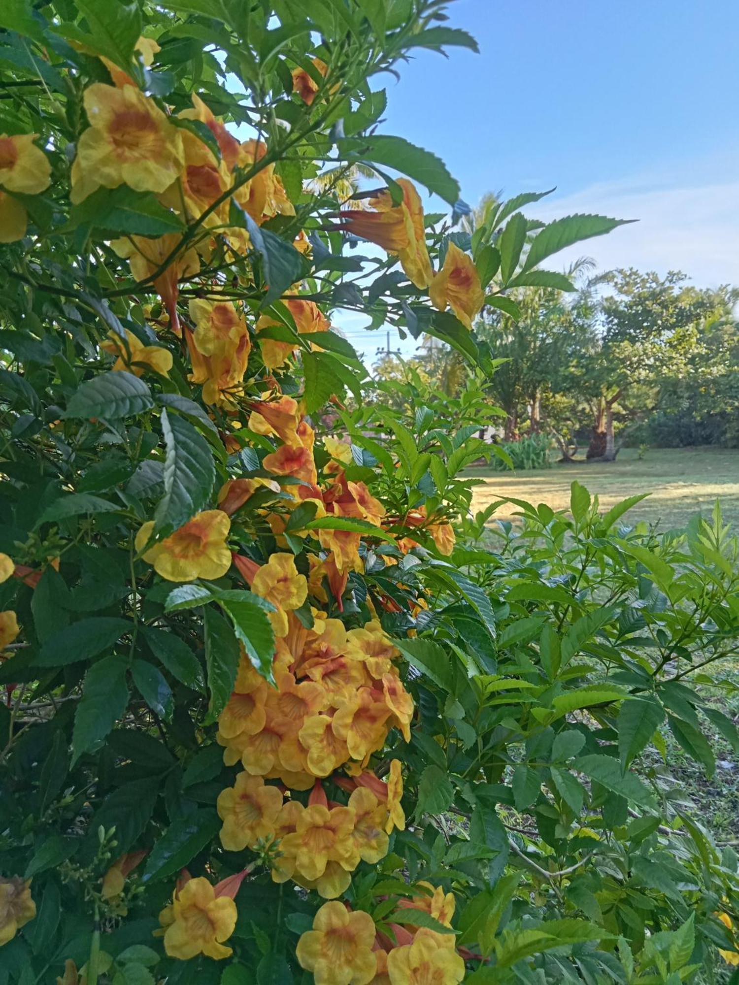 Koh Mook Oyoy Reggaebar Bungalow Экстерьер фото